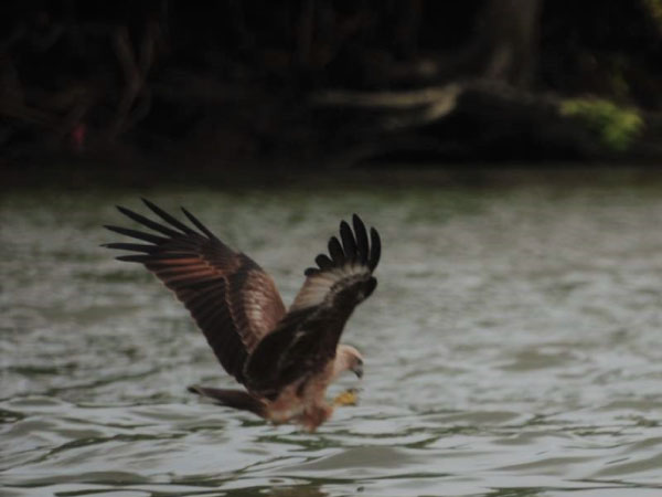 Eagle feeding