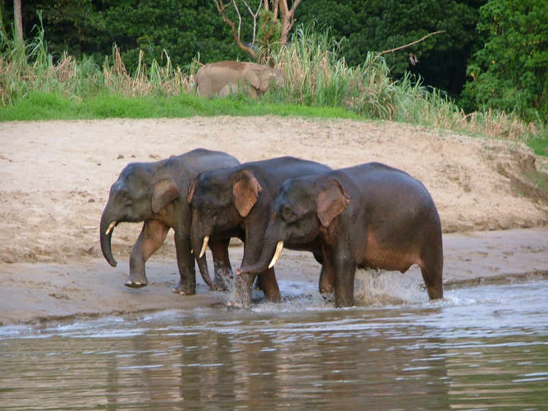 Kuala Gandah Elephant Sanctuary