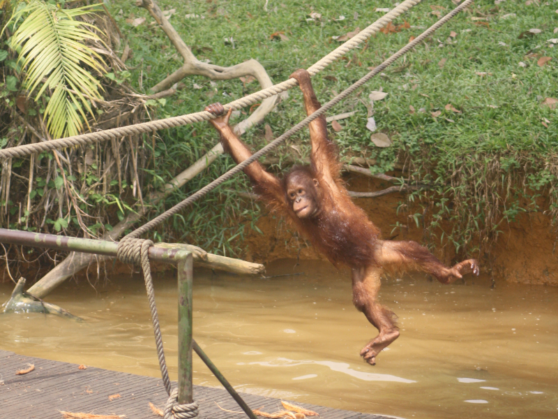 Bukit Merah Orang Utan Island