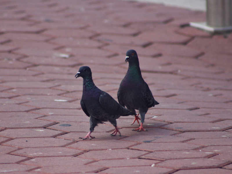 Pigeons going walkabout