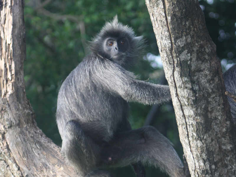 Silver leaf monkeys