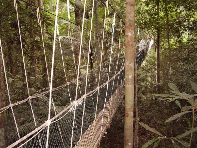 The canopy walkway at Taman Negara National Park.